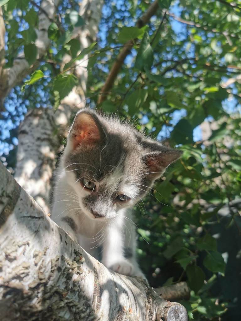 Kitten's