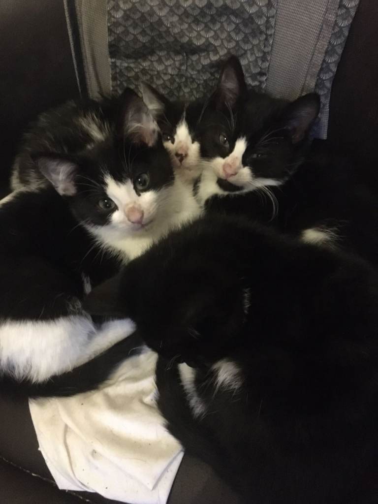 3 Well-loved Black and white kittens ready for their full time homes