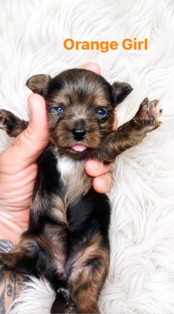 Beautiful merle Yorkshire terrier 