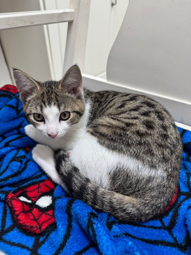 Kitten for sell, 3 months, full vaccinated, comes with full kit