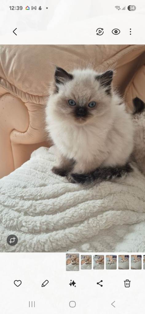 Ragdoll kittens 