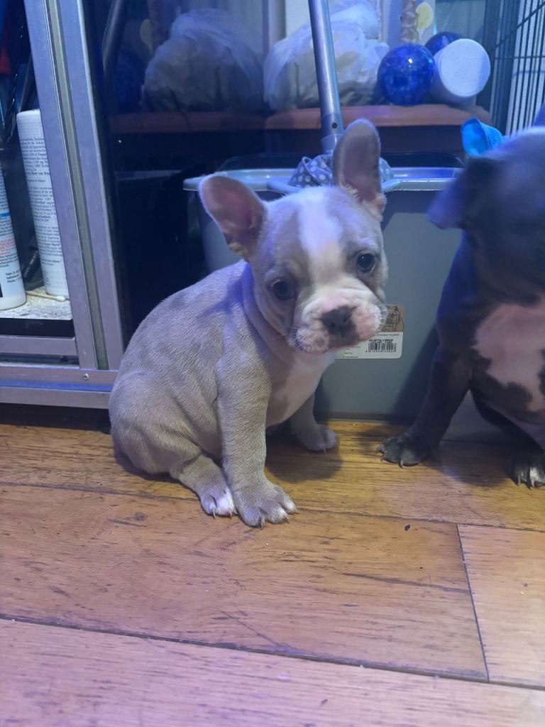 French Bulldog Puppies & Female adult