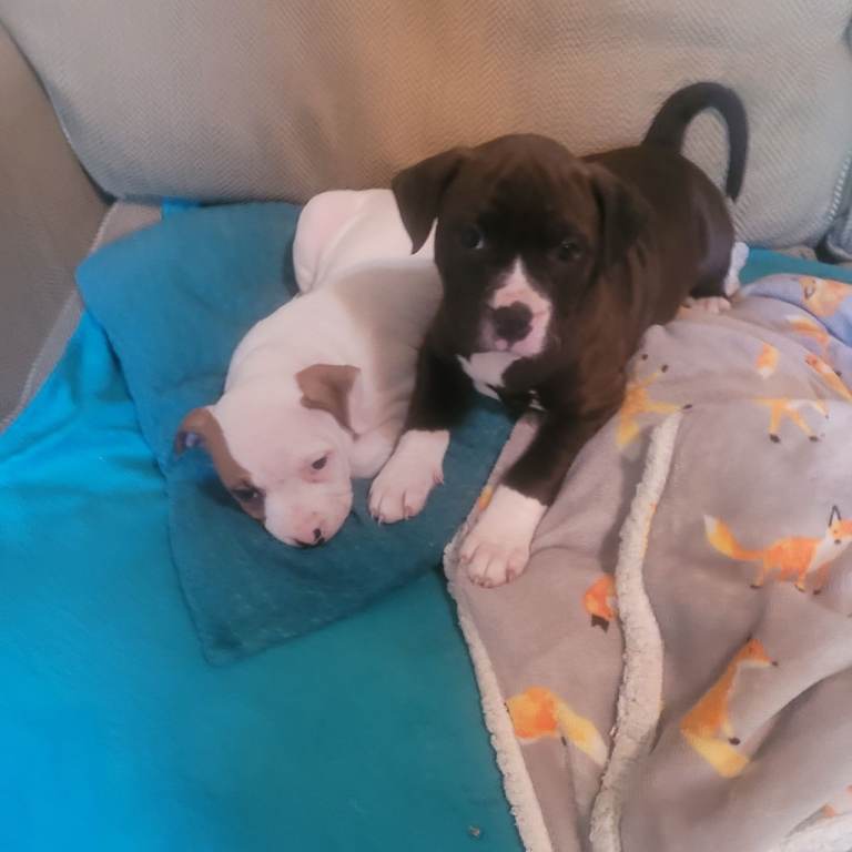 American bulldog cross mastiff puppies