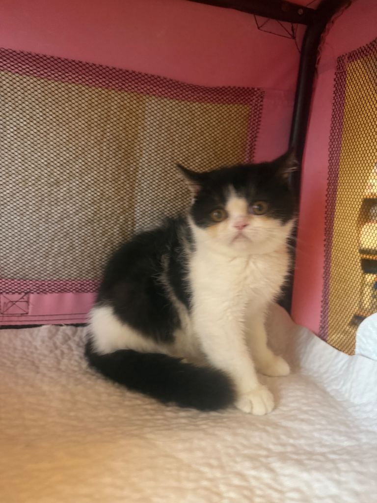 💗 Beautiful Persian Kitten 💗