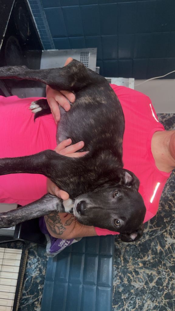 Belgium Malinois cross Catahoula leopard dogs for sale 🥰🫶