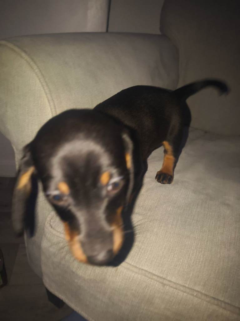 Full breed miniature dachshund puppy girl for sale 