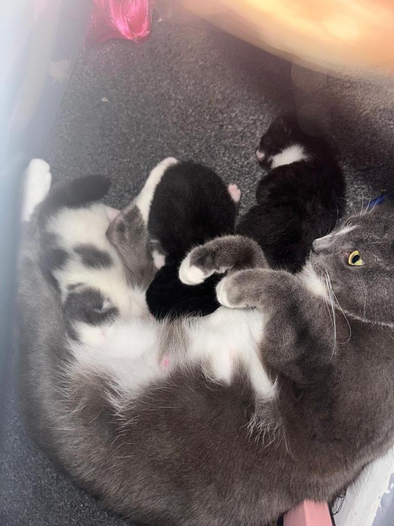 2 lovely fluffy kittens 