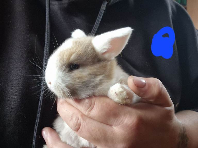 Mini lops