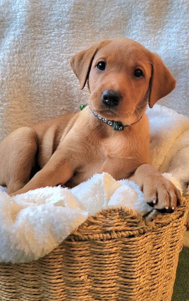 Red fox Labradors 