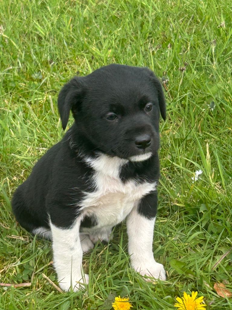 Beautiful female pup 