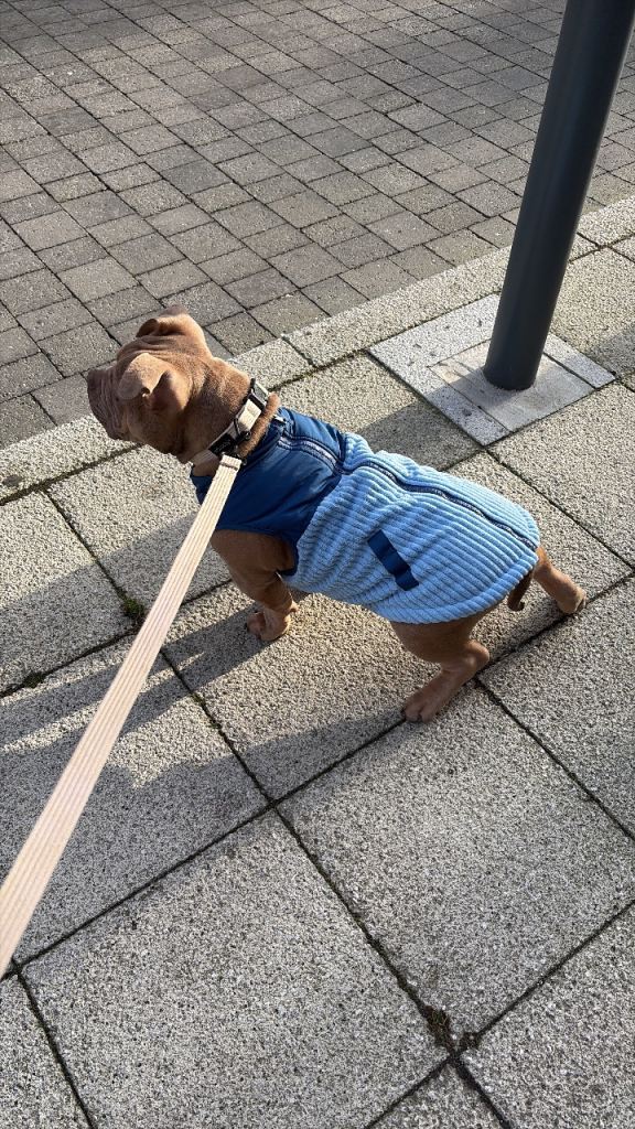 Blue eye pockect bully 