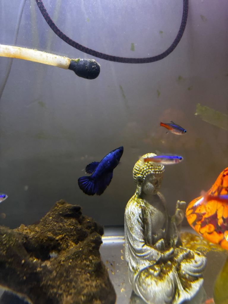 2 Female Betta Fish and 6 large neon