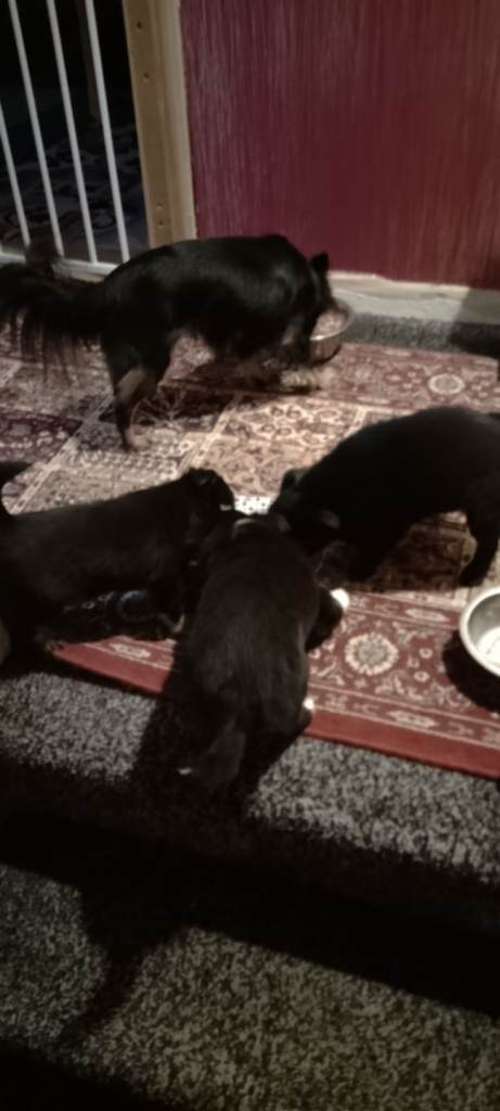 Chihuahua pups for sale, 2 Girls, 1 Boy 