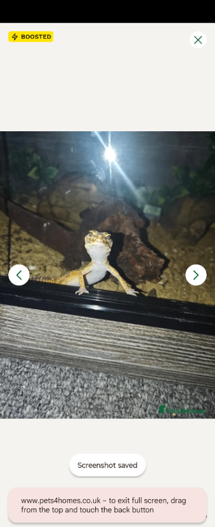 Lovely Leopard gecko