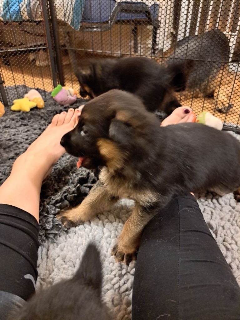 3 gorgeous showline German Shepherd female puppies