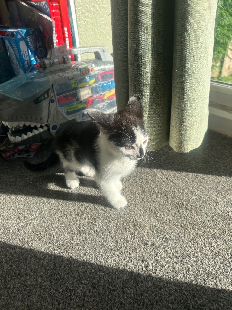 9 week old kittens for sale in Cwm dyserth
