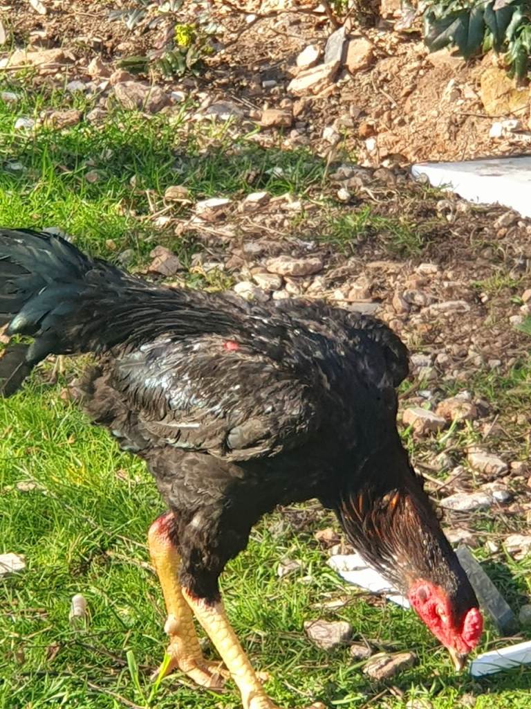 Taiwan shamo stag for sale 