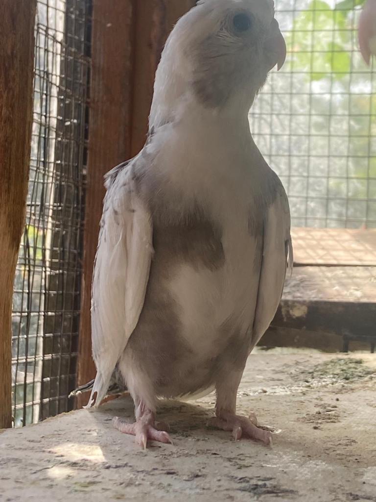 Baby Cockatiels 