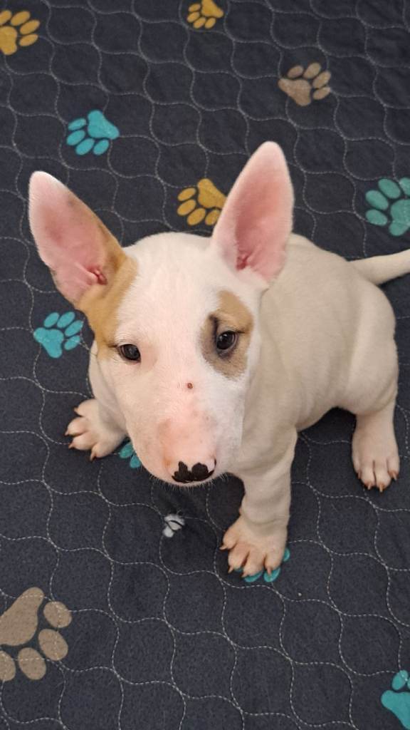 2 Beautiful Bull Terrier girls 😍
