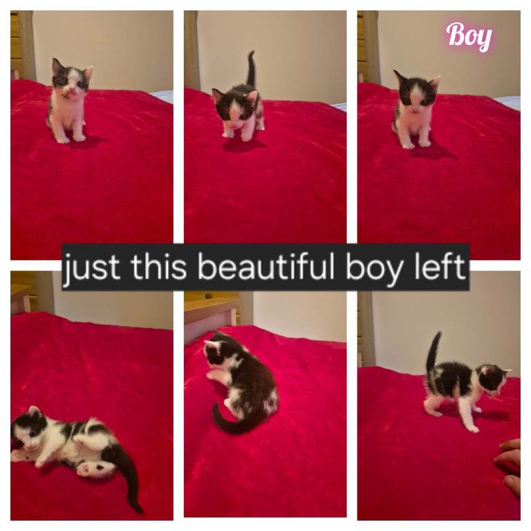 Kittens 1 boy left 11 weeks old tomorrow