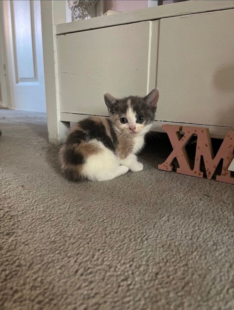 Kitten - 8 weeks, male 