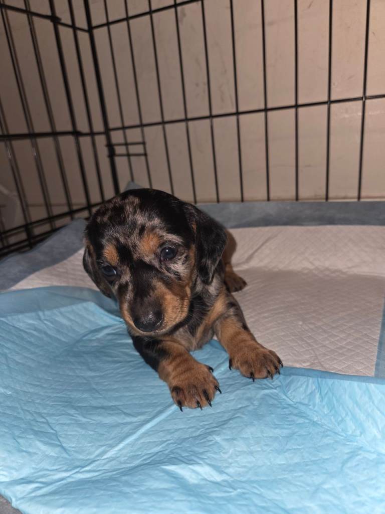 Miniature Dashhound puppies