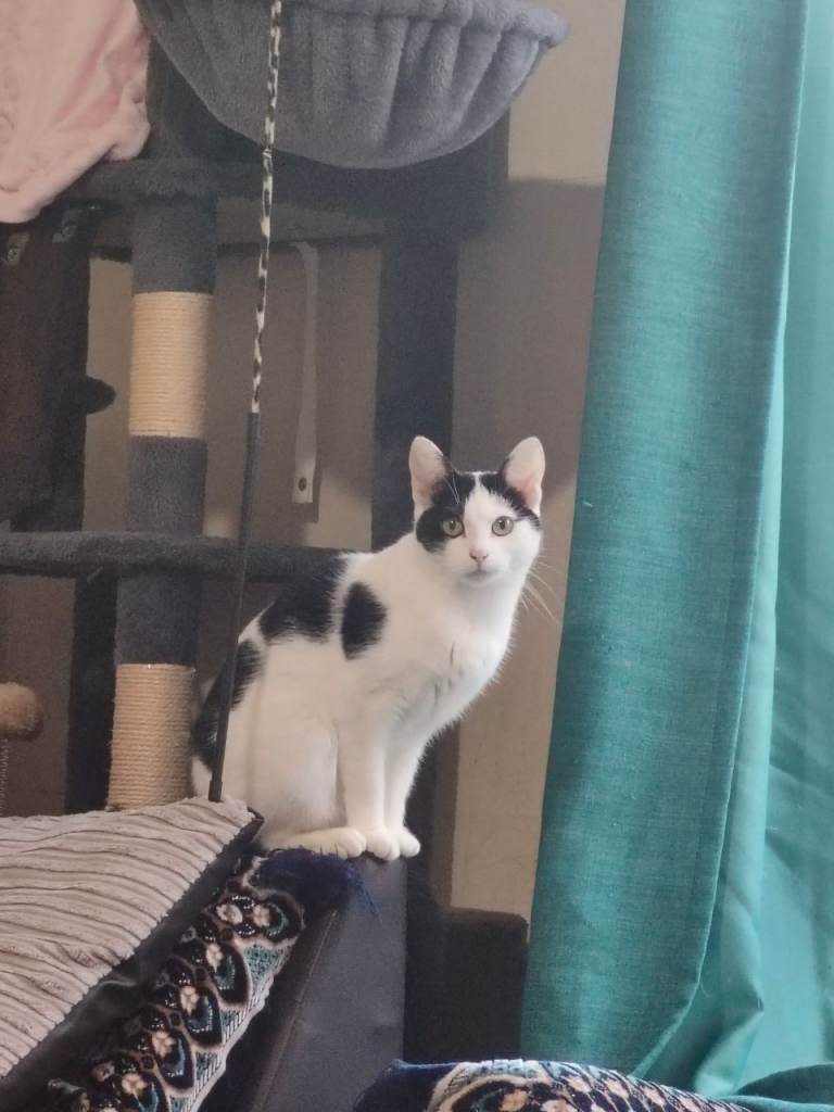 URGENT TO GOOD HOME black and white female cat need gone tommorow