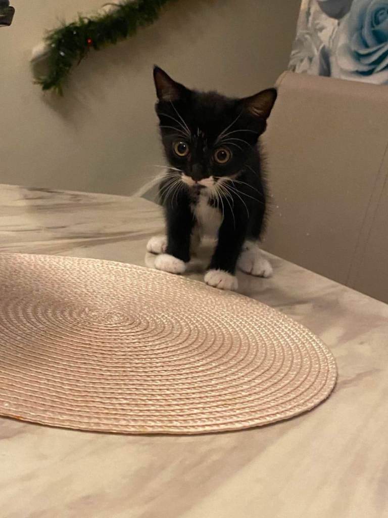 Kittens 