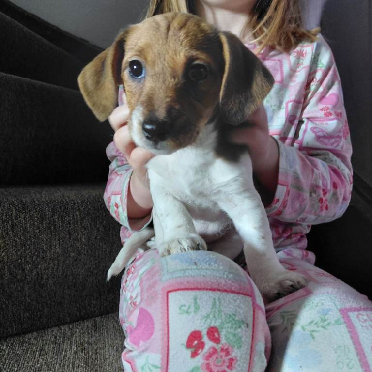 Jackshund 