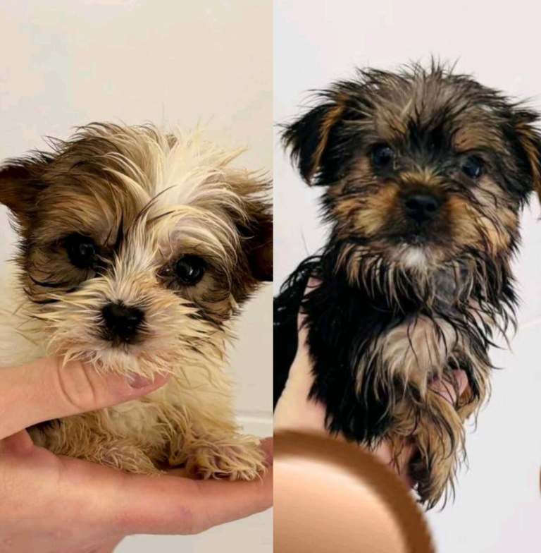 Coloured Yorkshire Terrier Puppies 