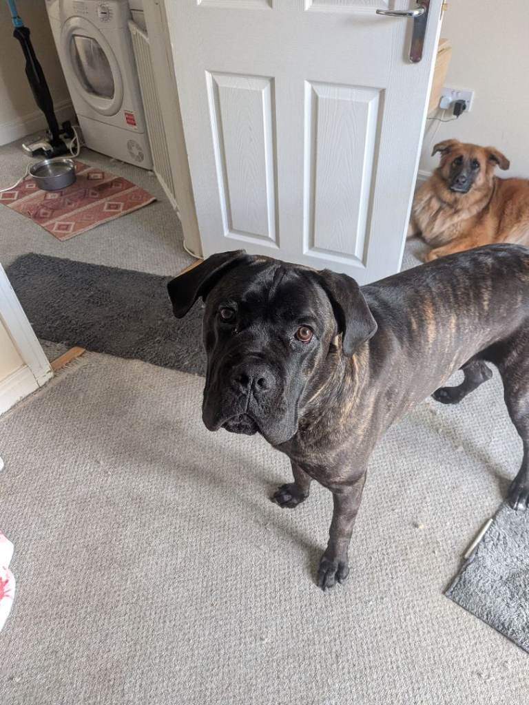 Cane corso for rehoming