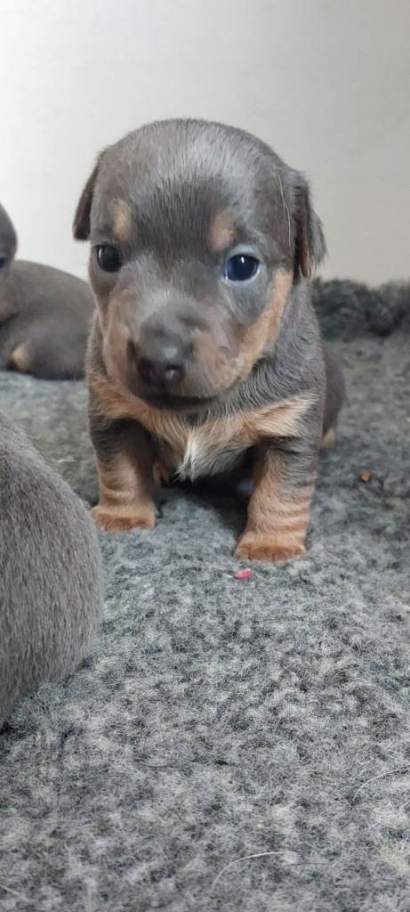 JACK RUSSELL PUPPIES