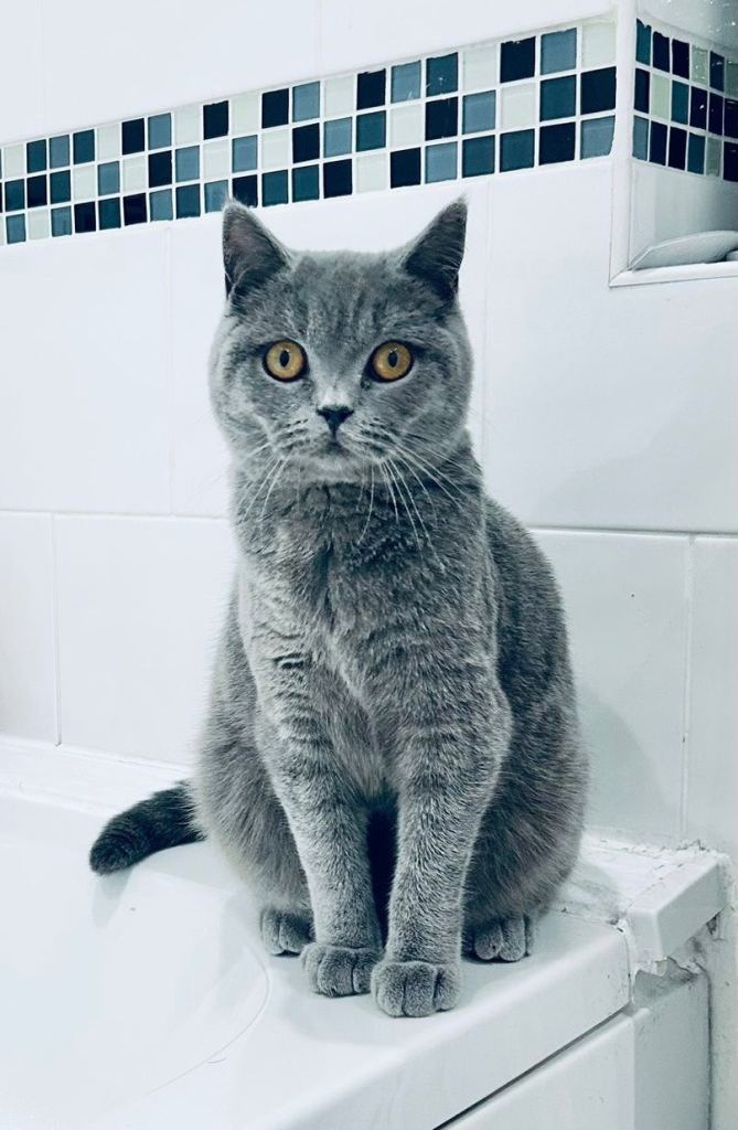 British Shorthaired Kitten