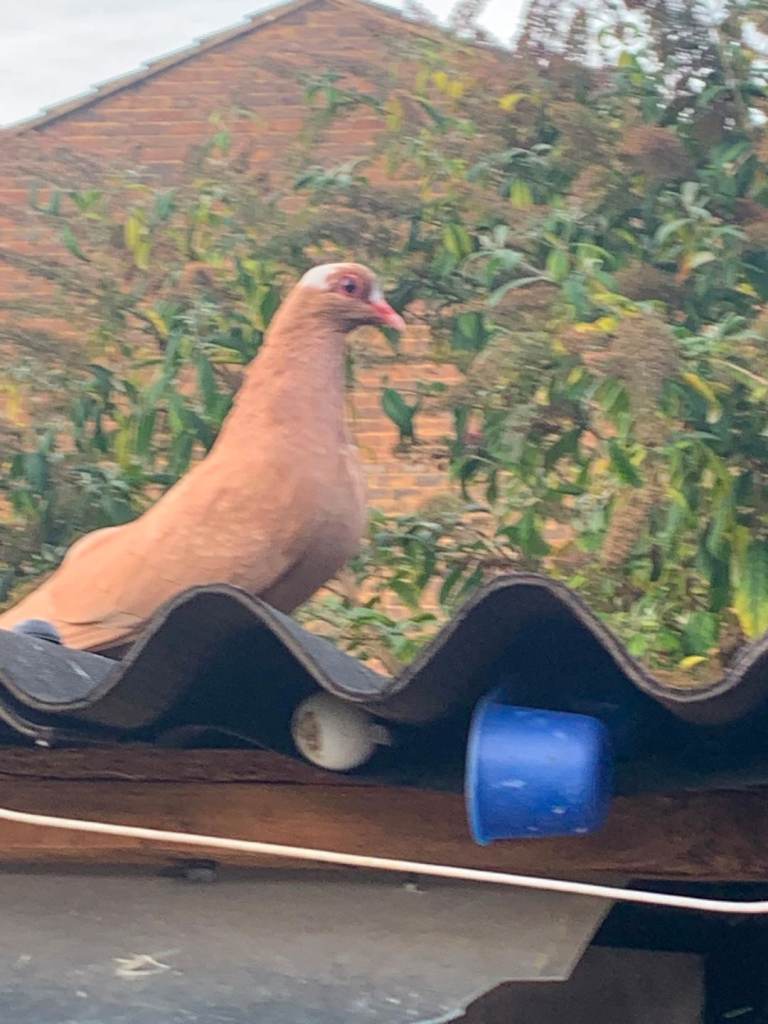 Pigeons for sale