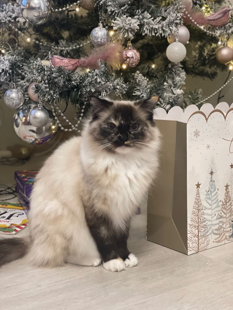 Half ragdoll cat looking for a new home