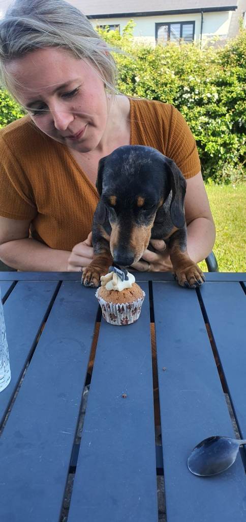 Dachshund  Marvin in need of a loving home