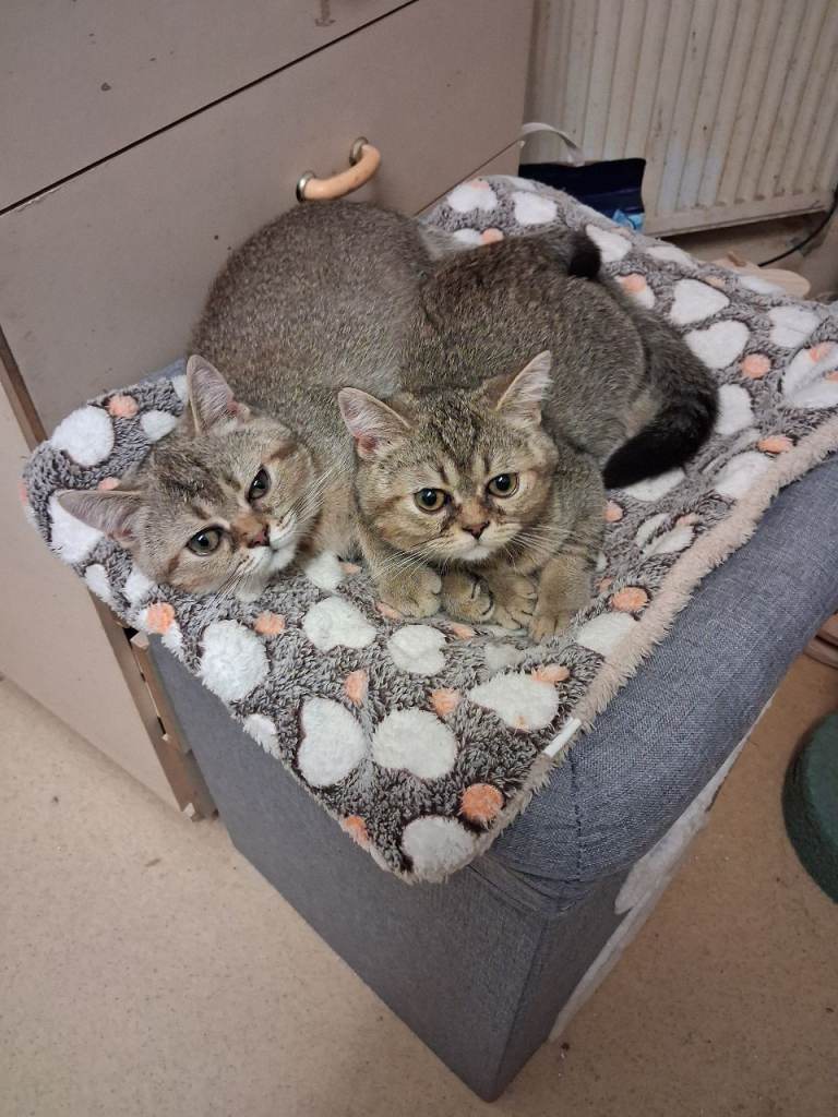 2 Gorgeous males Chinchilla British Shorthair