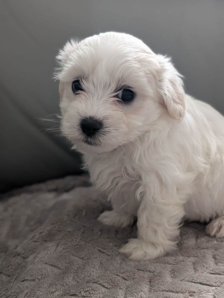 Beautiful Maltichon puppies, half bichon half maltese 