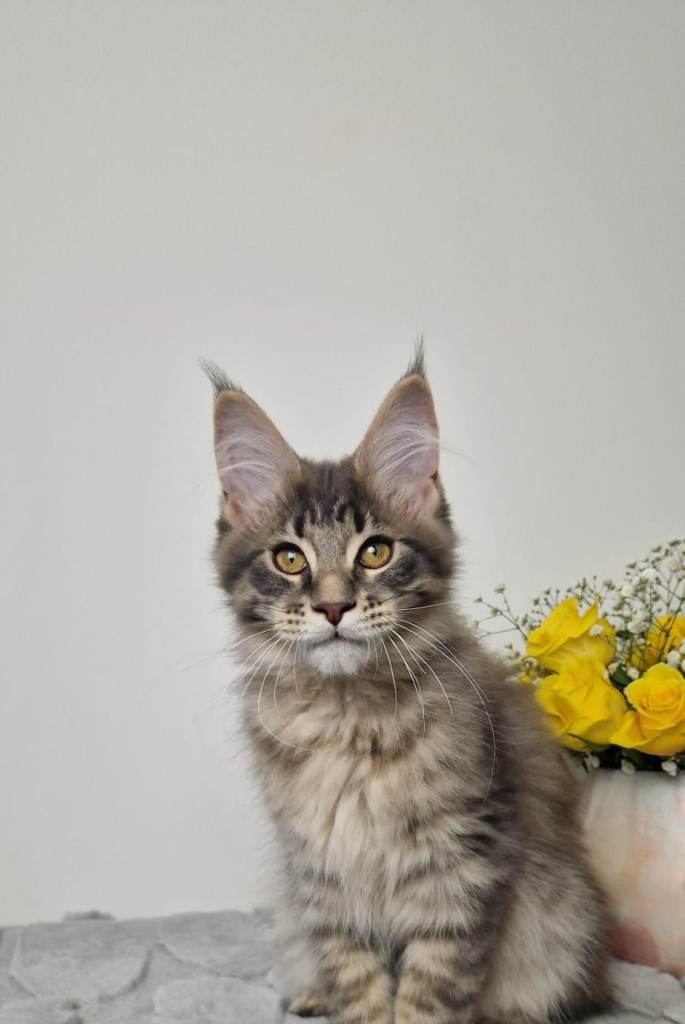 READY TO GO TICA registered maine coon kittens 