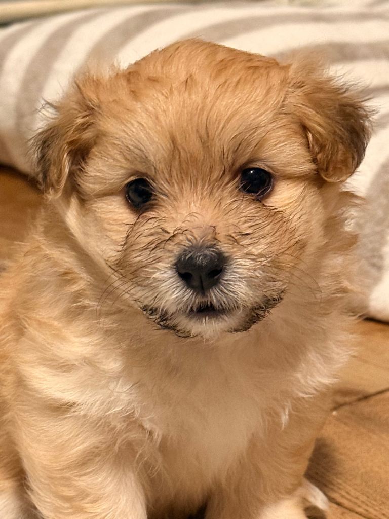 La Pom puppies. 