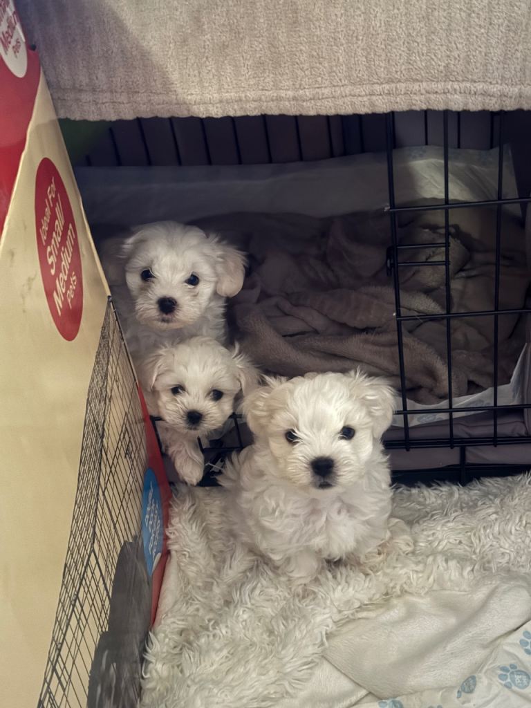 Maltese Puppies