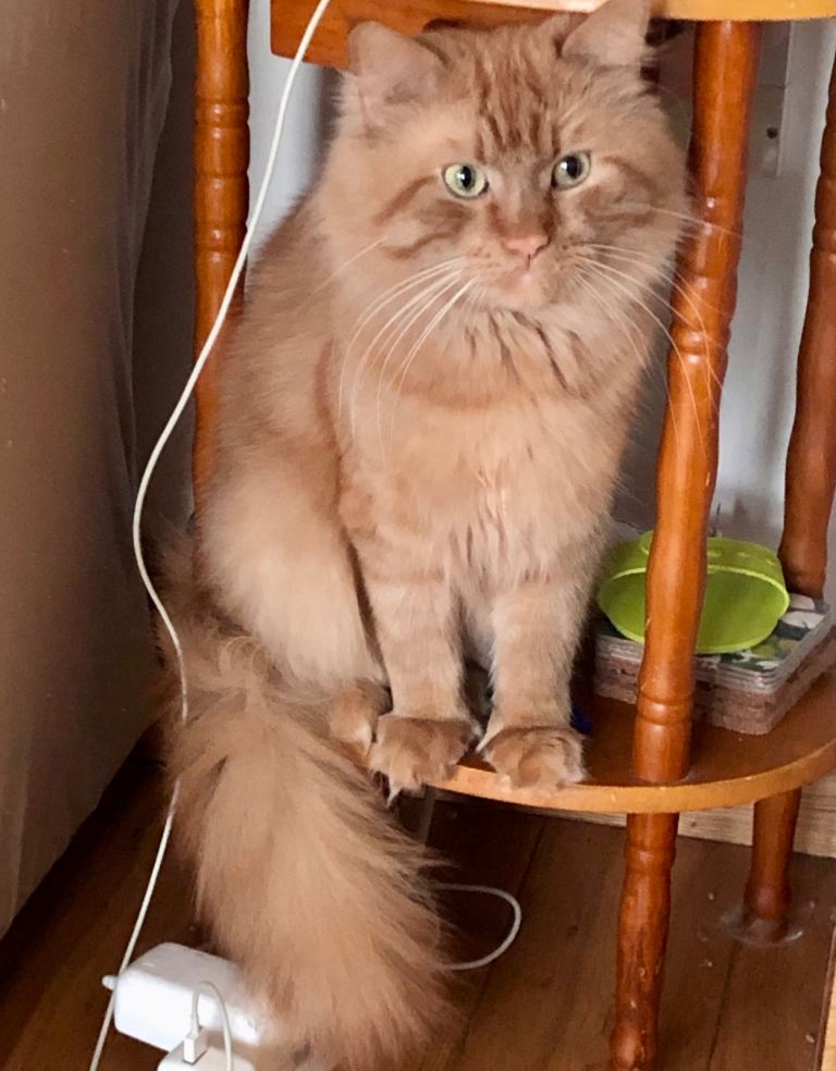 4 adult Maine coons