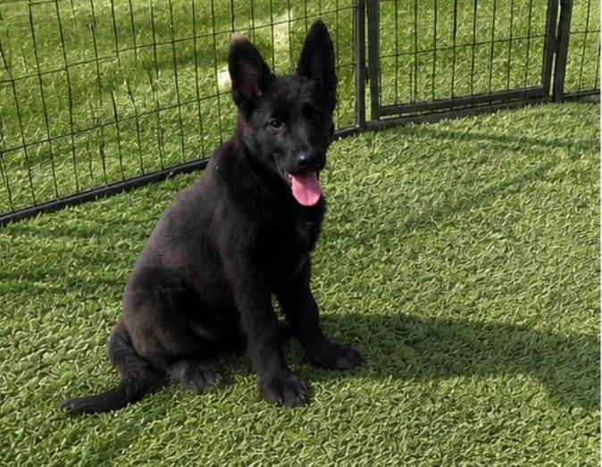 German shepherd puppies