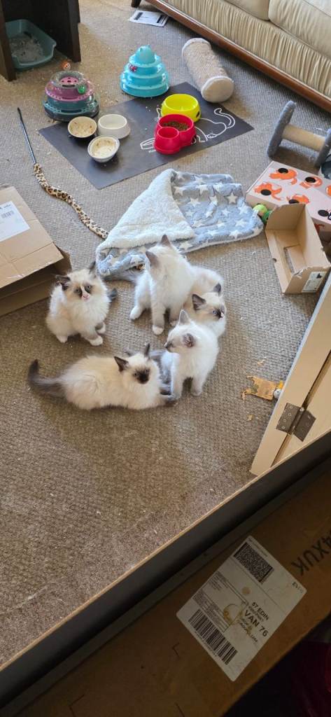 Absolutely adorable ragdoll kittens 