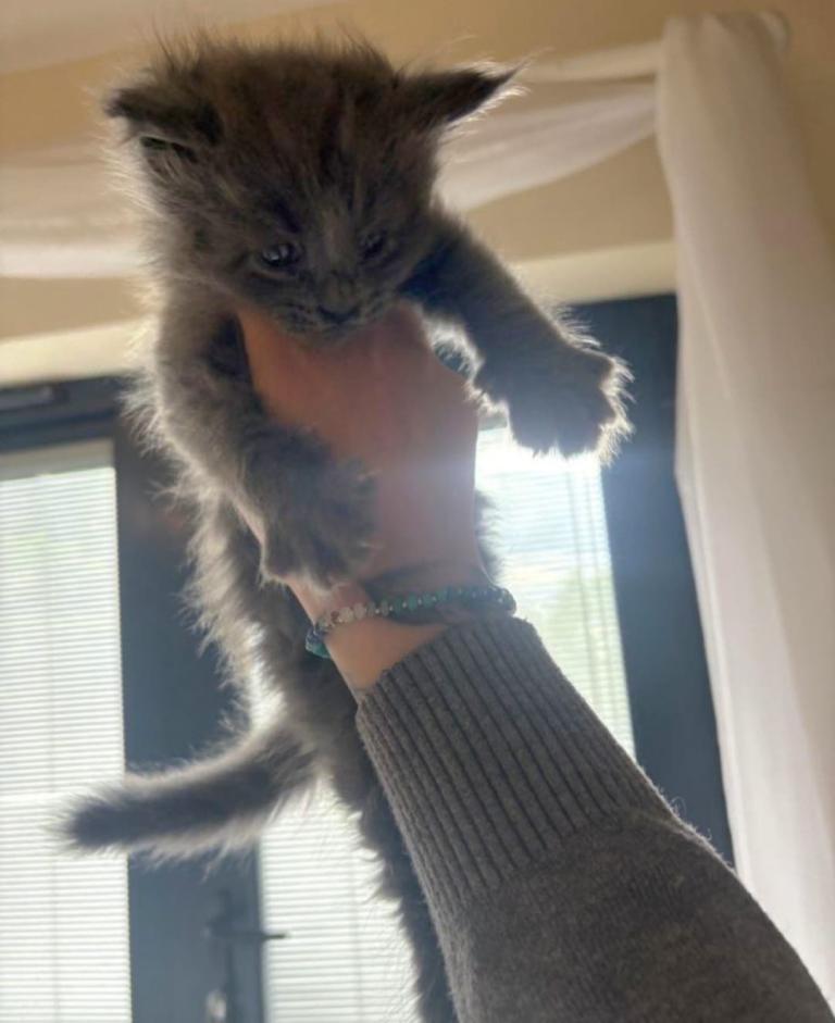 Kitten