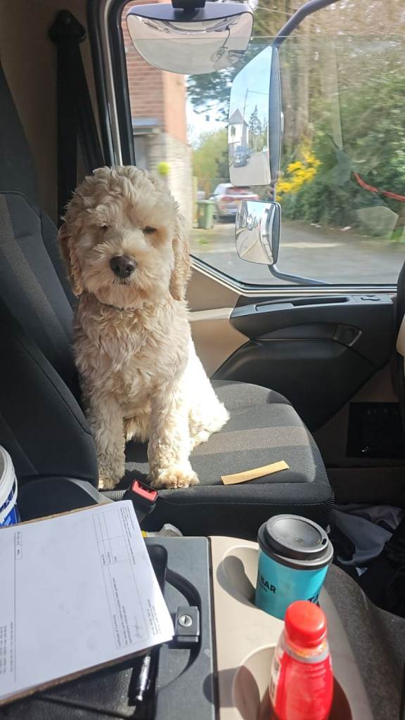 1 year old male cockapoo