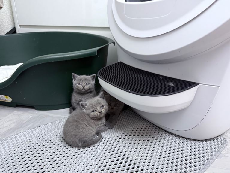 British Shorthair Kittens
