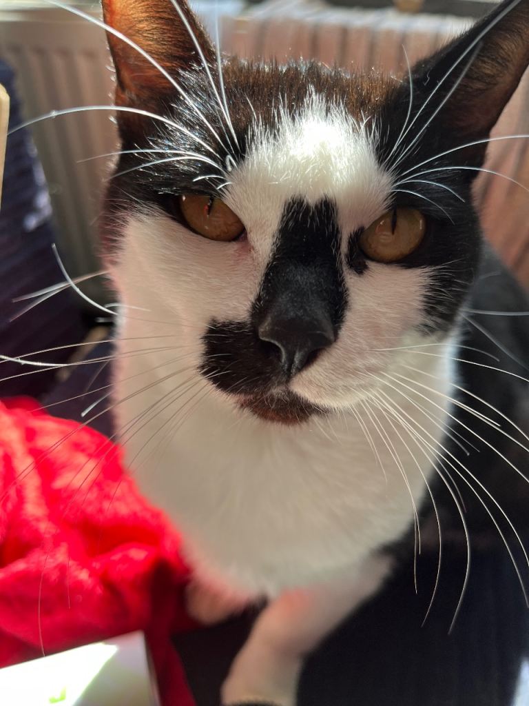 Cat needs a home 
