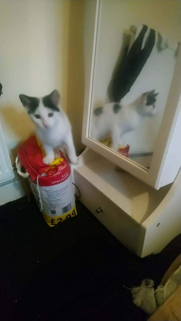 kittens