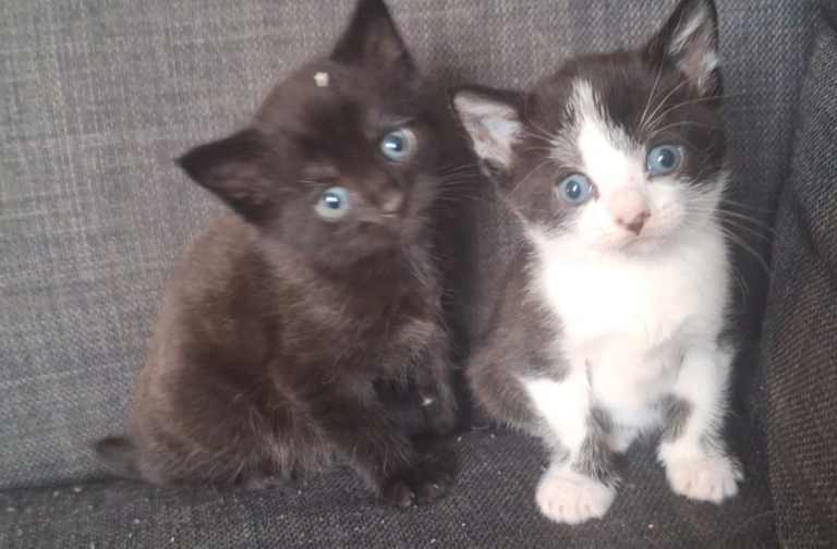 Ragdoll Xs for sale